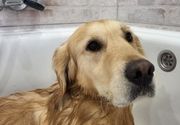 Kupanje velikih pasa