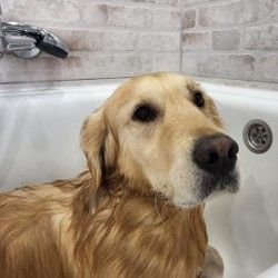 Kupanje velikih pasa