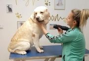 Kompletan tretman Labrador 