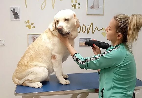 Kompletan tretman Labrador 