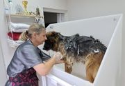 Kupanje velikih pasa Vidikovac (Nemački ovčar)