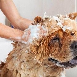 Kupanje i šišanje velikih pasa 