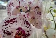 Orhideje / Cvetkov Bazar