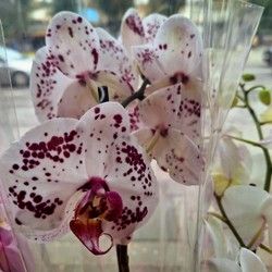 Orhideje / Cvetkov Bazar