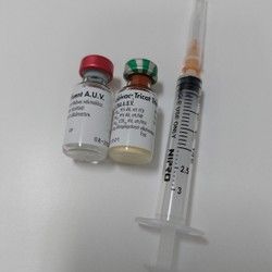 Vakcinacija mačaka Cerak 