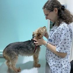 Pregled veterinara Čukarica 