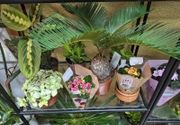 Cocos palma/Cvetkov bazar