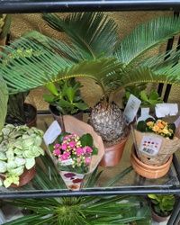 Cocos palma/Cvetkov bazar
