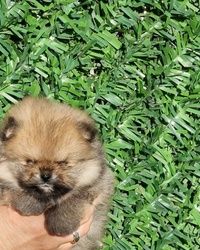 bebe Pomeranian 