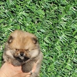 bebe Pomeranian 