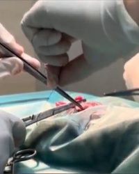 Sterilizacija macaka Zarkovo
