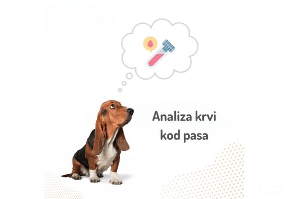 analiza-krvi-za-pse-zarkovo-913b7e.jpg