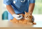 Vakcinacija mačaka Čukarica