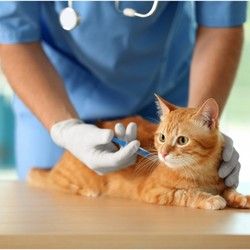 Vakcinacija mačaka Čukarica