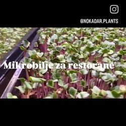 Mikrobilje za restorane Beograd