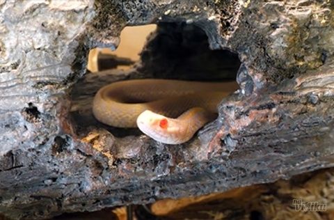 Da li da kupite zmiju kao kućnog ljubimca i kako da ostanete bezbedni?
