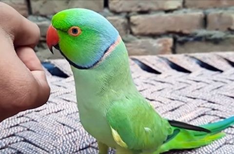 Da li su papagaji dobar izbor za kućnog ljubimca za vašeg mališana?