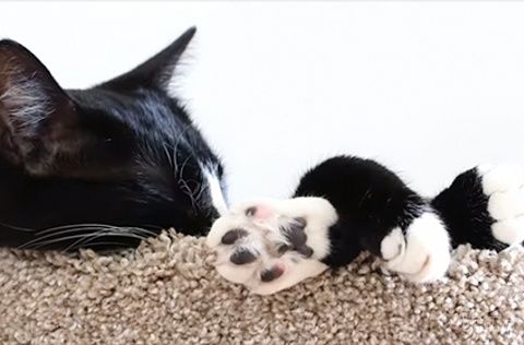 Zašto mačke puno spavaju?