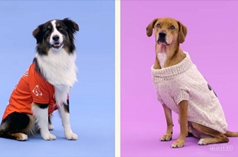 Kako izmeriti psa kada odlučite da mu kupite odelo, povodac i drugu opremu?