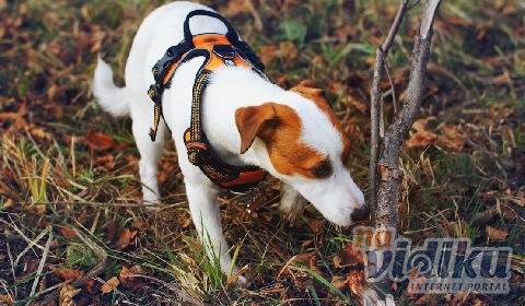 Usluge veterinara i grumera u Beogradu na popustu!